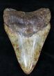 Uniquely Colored Megalodon Tooth - Georgia #21876-2